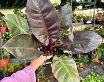 4" Philodendron black cardinal