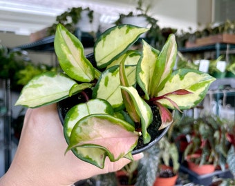 4" Hoya Carnosa ‘Tricolor’ - Princess