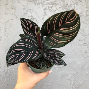 4" Calathea 'ornata'