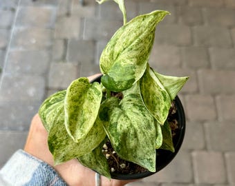 Scindapsus Sentarum - Etsy