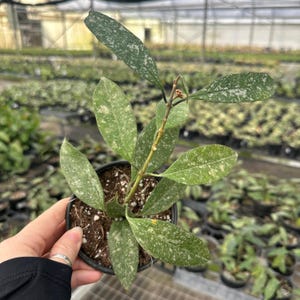 Hoya multiflora splash - 4" pot