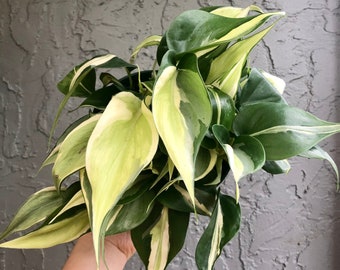 6” Philodendron silver stripe