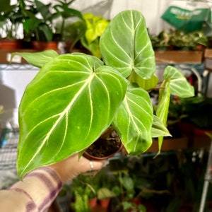 4" Philodendron Gloriosum