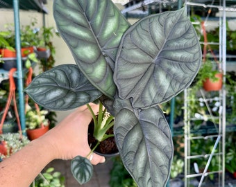 4” Alocasia dragon scale - small