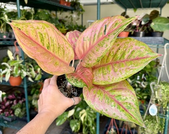 4” Aglaonema Prakaiphat