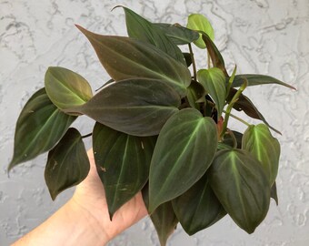 4” Philodendron Micans