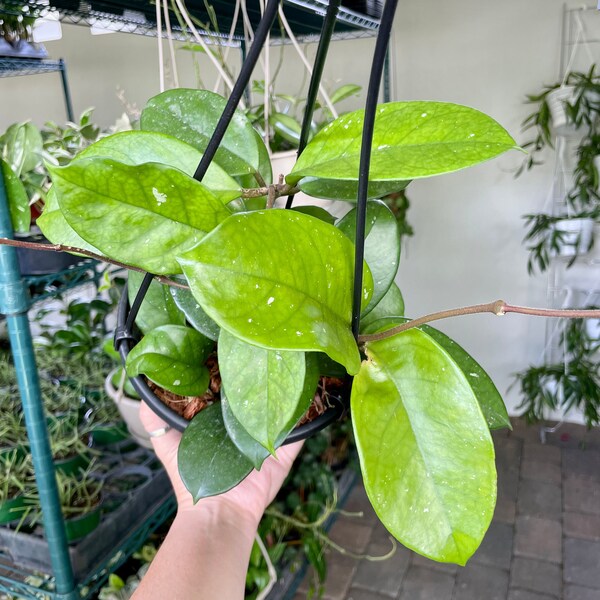 6" Hoya fungii - large leaf hoya