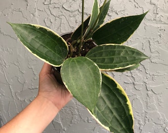 4” Hoya Macrophylla - latifolia albo marginata