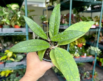 Hoya finlaysonii