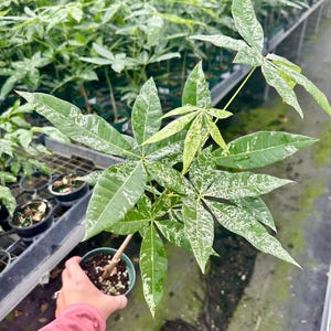 Variegated Money Tree – Pachira Variegata – Rare Indoor Houseplant Live Plant – 4" Pot