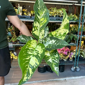 sonnenblumen bio saatgut Bio Sonnenblume Verzweigt Samen kaufen ➤ Samenfest