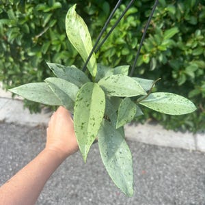 May include: A hanging Hoya plant featuring pointed, lance-shaped leaves with a variegated pattern of light green and silvery-grey speckles. The plant is suspended by thin black plastic hangers, showcasing its foliage against a blurred green background.