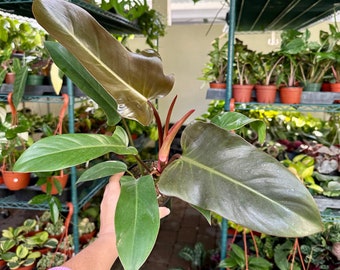 4” Philodendron Florida Bronze