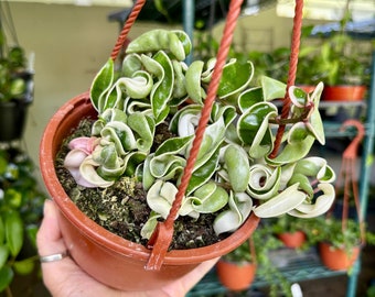 6” Hoya Compacta variegated