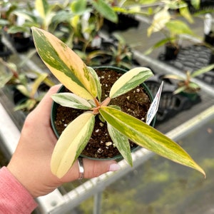 4" Philodendron caramel marble