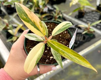 4" Philodendron caramel marble