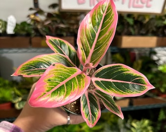 4” Aglaonema Lotus Delight