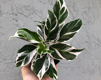 4" Calathea 'white fusion’