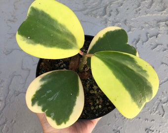 6” Hoya ‘Kerrii’ outer variegated