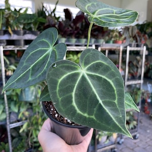 4” Anthurium Clarinervium