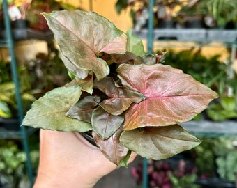 4” Syngonium mango allusion