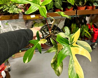 6” Philodendron Florida beauty variegated