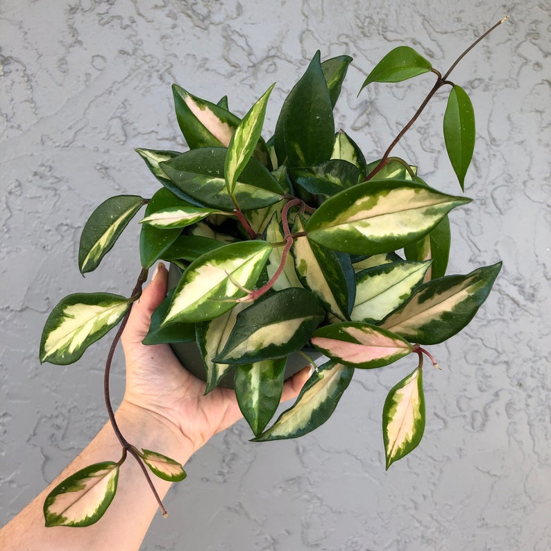 Hoya Carnosa 'Krimson Princess' wax plant live Etsy