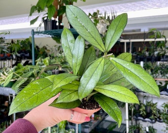 Hoya crassipetiolata - 4” pot