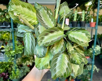 6” Silver Band Maranta