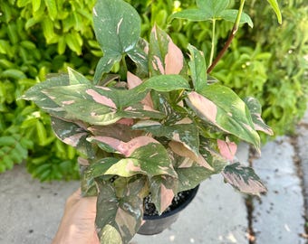 うみ◆ヘキサゴンフラワーカービング・カーネリアン×スキャポライト×あこや Sansevieria Kirkii Coppertone - 4” Pot - Etsy