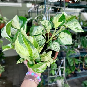 Manjula Pothos - 6” pot - US seller