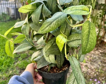 Sansevieria Kirkii Coppertone - 4” Pot - Etsy