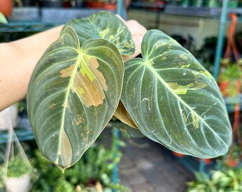 4” Philodendron melanochrysum variegated