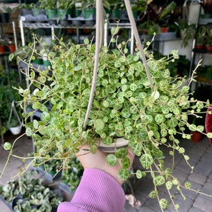May include: A hanging plant with small, round, green leaves with white speckles. The plant is in a white pot and is hanging from a macrame hanger.
