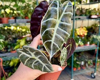 4” Alocasia watsoniana - NEW!