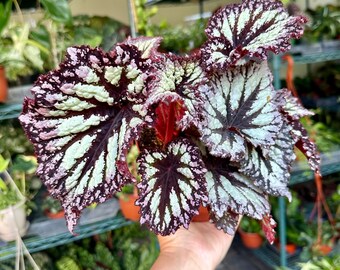 6” Begonia Harmony’s Fire Woman