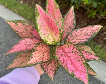 Sansevieria Kirkii Coppertone - 4” Pot - Etsy
