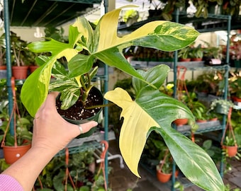 4” Philodendron Florida beauty variegated