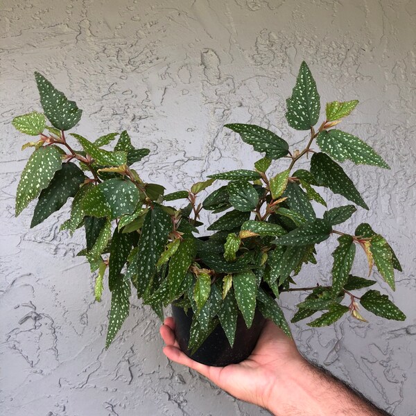 Angel Wing Begonia 'medora'