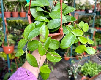 6" Hoya pottsii