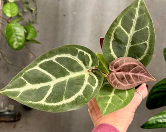 Anthurium Michelle X Skg Silver Anthurium Michelle X Silver Chrome