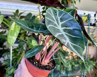 Alocasia Morocco Pink Dragon Starter Plant **(ALL Plants Require