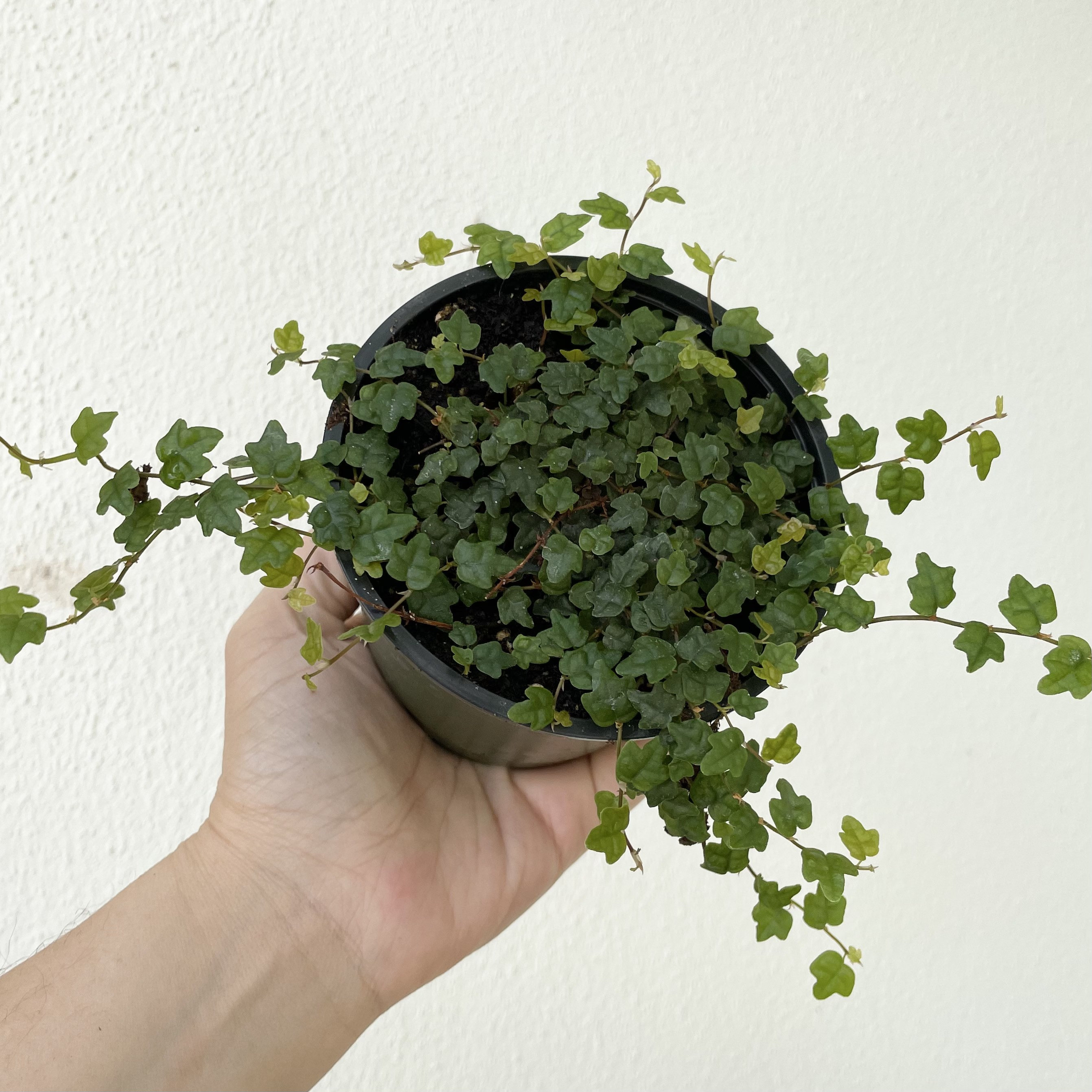 The Ultimate Guide To String Of Frogs Plant Care: Thriving With Your Amphibian Friends