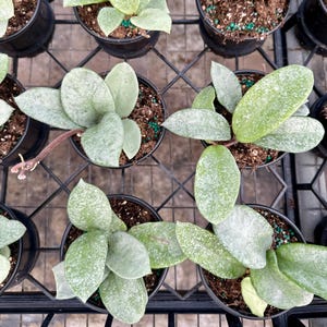 Hoya nova ghost - 4” pot - US seller