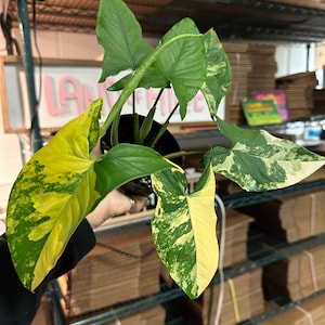 May include: A potted Syngonium plant with large, variegated leaves in shades of green and yellow. The plant is held in front of a background of cardboard boxes and metal shelving. The leaves have a unique pattern.