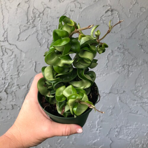Hoya Compacta Hindu Rope Potted Houseplant HEAT PACK Etsy