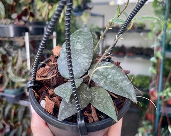 Hoya caudata sumastra - 4” pot