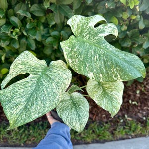 May include: Close-up of a Monstera plant with large, variegated leaves. The leaves are a vibrant green with creamy white marbling. The plant is in a black pot, set against a backdrop of green foliage and brown mulch.