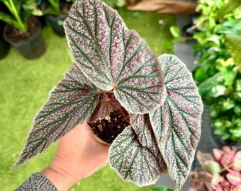 Sansevieria Kirkii Coppertone - 4” Pot - Etsy