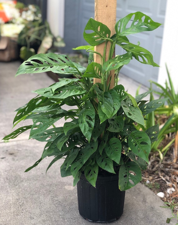 lipstick plant 4